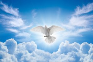 鳩はスピリチュアル的に何の象徴？神様の遣いって本当？