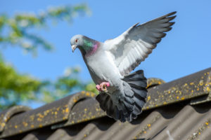 鳩が家に来る意味も解説！状況別に異なる鳩のスピリチュアルな意味