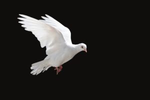 白い鳩やキジバトは？種類や数によっても違う鳩のスピリチュアルな意味