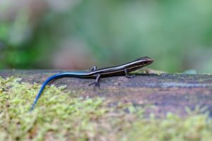 家にトカゲが出ると縁起がいい？庭にトカゲが出たら？状況別の意味