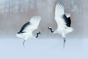 つがいの鳥の色別メッセージ！鳥は色によりスピリチュアルな意味が違う