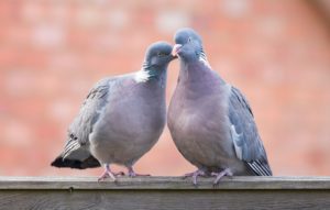 つがいの鳥の状況別メッセージ！行動によって違うスピリチュアルな意味