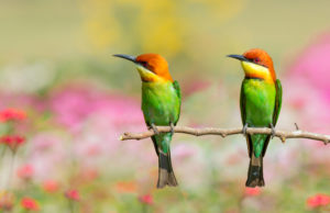 2羽の鳥のスピリチュアルな意味とは？つがいの鳥は吉兆？凶兆？