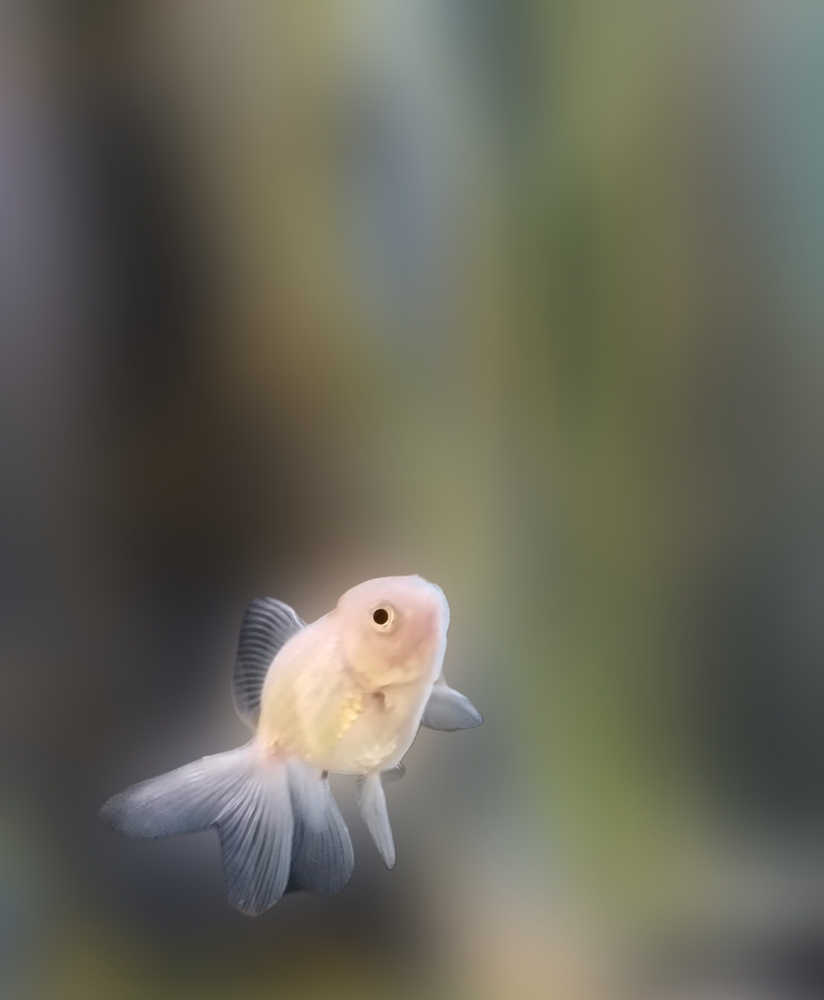 2024年開運待ち受け⑧：白い金魚の画像