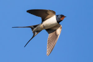 鳥が車の窓にぶつかるスピリチュアルな意味は？状況別のサインを解説