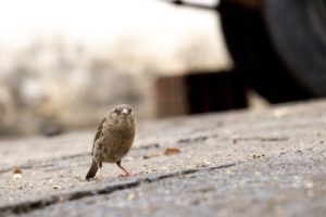 鳥が窓にぶつかるのは縁起が良いサイン？基本的なメッセージを紹介
