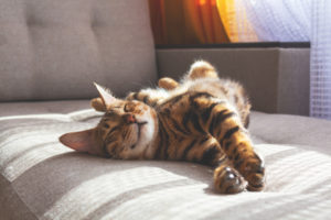 猫の夢は宝くじが当たる？猫の夢の基本的な意味も解説！