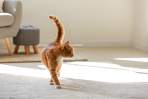 猫の夢が示す基本的なサインは？