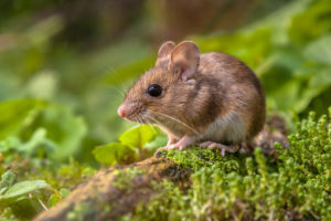 大量・大きい等数・大きさ別に見るネズミの夢のスピリチュアルな意味