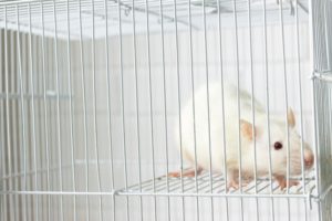 ネズミを殺す夢が示すスピリチュアルな意味