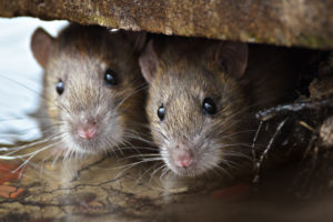 ネズミの夢は宝くじに当たる？スピリチュアルな意味は？
