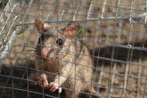 ネズミの死骸の夢＝チャンス到来の暗示