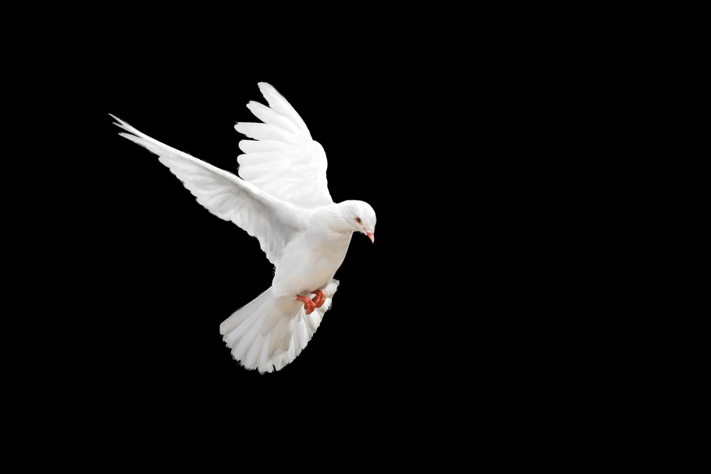 鳩の巣や鳩が住み着く家のスピリチュアルな意味をくわしく解説