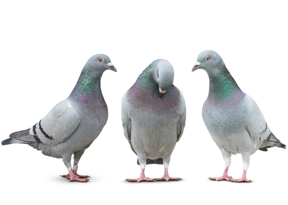その他にもある！鳩の状況や数・色別のスピリチュアルな意味