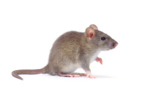 ネズミを食べる夢が示すスピリチュアルな意味