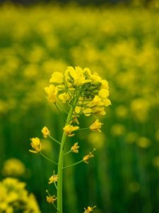 強力に運気の上がる待ち受け⑥：菜の花の画像