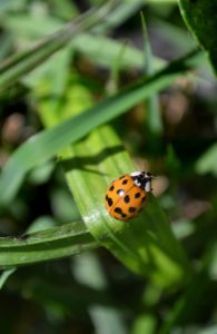 強力に運気の上がる待ち受け⑨：てんとう虫の画像