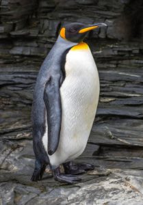強力に運気の上がる待ち受け⑪：ペンギンの画像