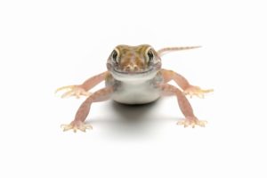 白ヤモリは発生率がかなり低い珍しい存在！　