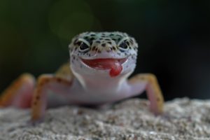 白いヤモリが出る家やその家族は宝くじが当たるという噂は本当？