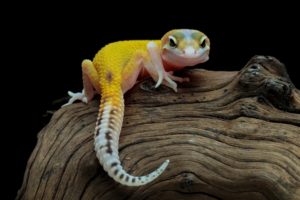 白いヤモリの出る家のお告げは幸運？白いヤモリは縁起がいい？