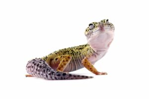 家内安全！災いから家を守ってくれる